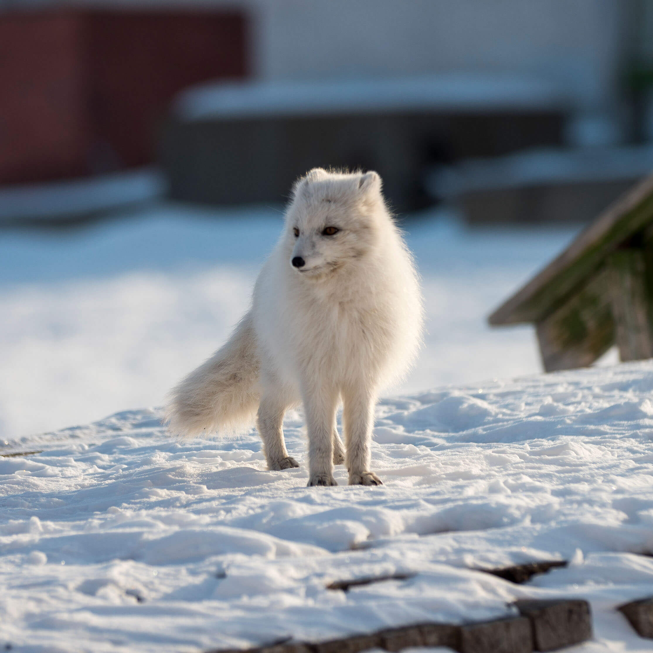 Livsta_Travel_Experience_Gallery_0002_Arctic-Fox